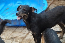 LIAM, Hund, Mischlingshund in Rumänien - Bild 2