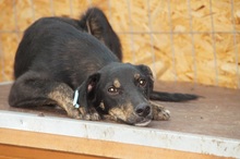 LIAM, Hund, Mischlingshund in Rumänien - Bild 4
