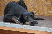 LIAM, Hund, Mischlingshund in Rumänien - Bild 5