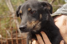 LIAM, Hund, Mischlingshund in Rumänien - Bild 6