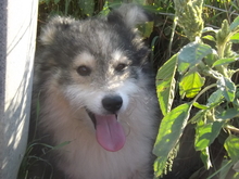 JIMMY, Hund, Mischlingshund in Rumänien - Bild 3