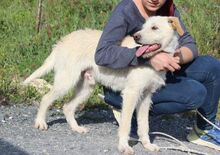 SPIKE, Hund, Mischlingshund in Italien - Bild 4