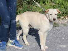 SPIKE, Hund, Mischlingshund in Italien - Bild 5