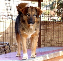 LINEA, Hund, Mischlingshund in Rumänien - Bild 1
