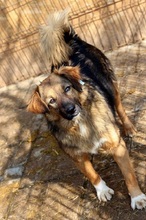 LINEA, Hund, Mischlingshund in Rumänien - Bild 2