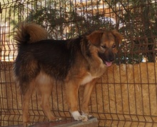 LINEA, Hund, Mischlingshund in Rumänien - Bild 4