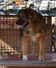 LINEA, Hund, Mischlingshund in Rumänien - Bild 5