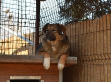 LINEA, Hund, Mischlingshund in Rumänien - Bild 6