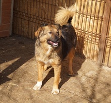 LINEA, Hund, Mischlingshund in Rumänien - Bild 7