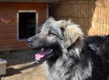 TIMO, Hund, Mischlingshund in Rumänien - Bild 1
