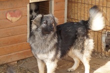 TIMO, Hund, Mischlingshund in Rumänien - Bild 10