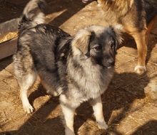 TIMO, Hund, Mischlingshund in Rumänien - Bild 11