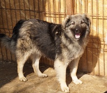TIMO, Hund, Mischlingshund in Rumänien - Bild 12