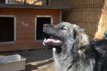 TIMO, Hund, Mischlingshund in Rumänien - Bild 2