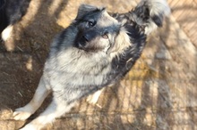 TIMO, Hund, Mischlingshund in Rumänien - Bild 3