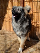 TIMO, Hund, Mischlingshund in Rumänien - Bild 4