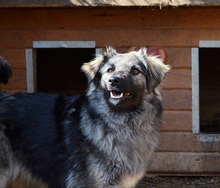 TIMO, Hund, Mischlingshund in Rumänien - Bild 5