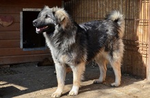 TIMO, Hund, Mischlingshund in Rumänien - Bild 7