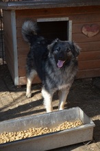 TIMO, Hund, Mischlingshund in Rumänien - Bild 8