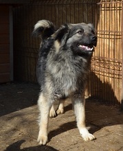 TIMO, Hund, Mischlingshund in Rumänien - Bild 9