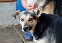 NICK, Hund, Mischlingshund in Rumänien - Bild 1