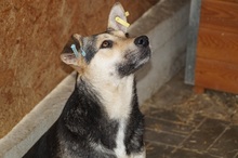 NICK, Hund, Mischlingshund in Rumänien - Bild 2