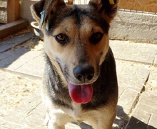 NICK, Hund, Mischlingshund in Rumänien - Bild 3