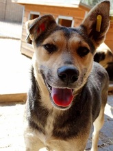 NICK, Hund, Mischlingshund in Rumänien - Bild 4