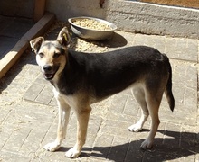 NICK, Hund, Mischlingshund in Rumänien - Bild 5