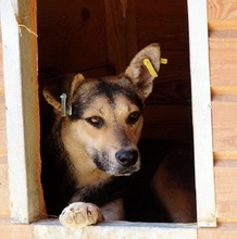 NICK, Hund, Mischlingshund in Rumänien - Bild 6