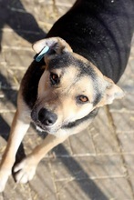 NICK, Hund, Mischlingshund in Rumänien - Bild 7