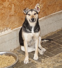 NICK, Hund, Mischlingshund in Rumänien - Bild 9