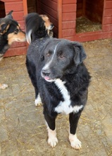 NIMO, Hund, Mischlingshund in Rumänien - Bild 1