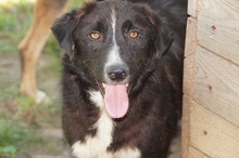 NIMO, Hund, Mischlingshund in Rumänien - Bild 2