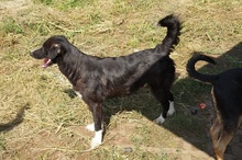 NIMO, Hund, Mischlingshund in Rumänien - Bild 4