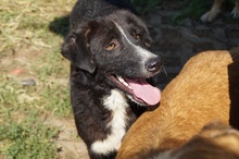 NIMO, Hund, Mischlingshund in Rumänien - Bild 5