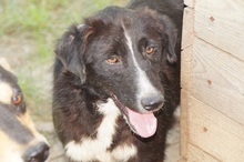 NIMO, Hund, Mischlingshund in Rumänien - Bild 6