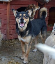SILVAN, Hund, Mischlingshund in Rumänien - Bild 1