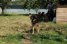 SILVAN, Hund, Mischlingshund in Rumänien - Bild 3