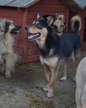 SILVAN, Hund, Mischlingshund in Rumänien - Bild 5