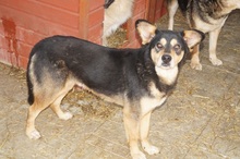 SILVAN, Hund, Mischlingshund in Rumänien - Bild 6