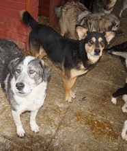 SILVAN, Hund, Mischlingshund in Rumänien - Bild 7