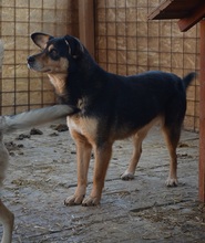 SILVAN, Hund, Mischlingshund in Rumänien - Bild 8
