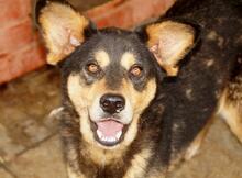 SILVAN, Hund, Mischlingshund in Rumänien - Bild 9