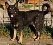 MILOU, Hund, Mischlingshund in Rumänien - Bild 1