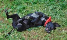 ZOCHOS, Hund, Mischlingshund in Griechenland - Bild 13