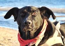 ZOCHOS, Hund, Mischlingshund in Griechenland - Bild 8