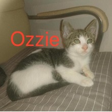 OZZIE, Katze, Europäisch Kurzhaar in Langenhagen - Bild 3