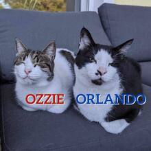 ORLANDO, Katze, Europäisch Kurzhaar in Hamburg - Bild 1
