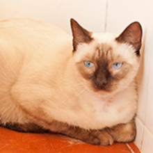 MILAGRO, Katze, Siamkatze in Spanien - Bild 1